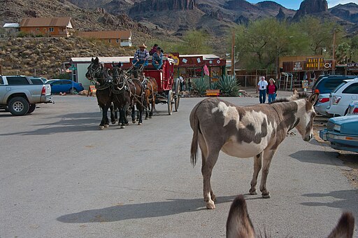 Oatman main street with wild burros